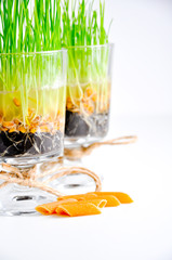 pastas from whole grain