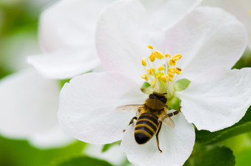 apple blossom and bee - Powered by Adobe
