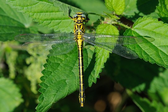 Gomphus flavipes, femmina
