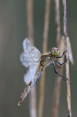 Sympetrum depressiusculum, femmina