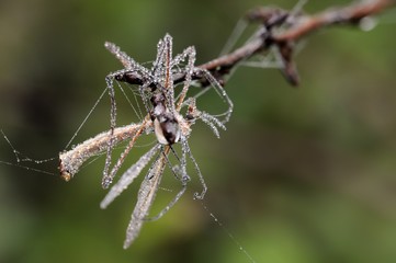 Tipula coperta di rugiada