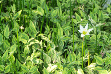 White Zephyr Lily or Rain Lily White with tiny ant