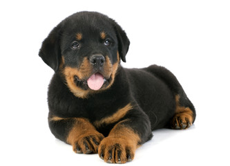 puppy rottweiler