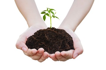 Sapling on pile on hand 2