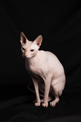 Pink Sphynx cat