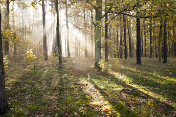 Autumn - magical forest