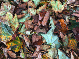 Fallen Leaves