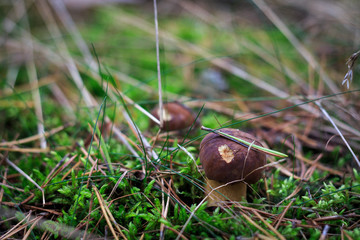 Obraz premium Two boletus mushrooms