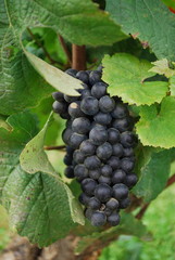 Blue grapes wine