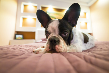 Adorable French bulldog puppy lying on bed