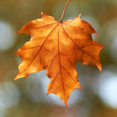 Autumn leaf