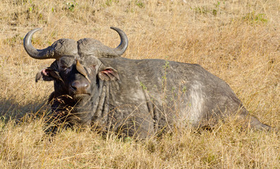 waterbuffalo laying down in grass