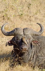 water buffalo with birds cleaning it's ears