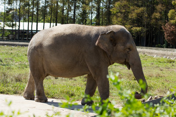 Fototapeta premium Elefant