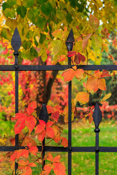red foliage  on a metal fence