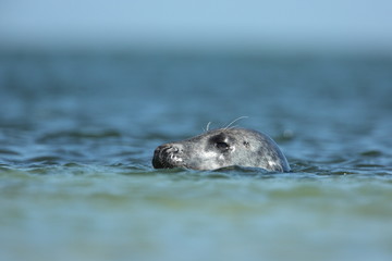 Naklejka premium Seal
