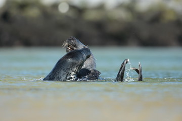 Seals