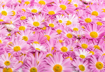 Pink and yellow flowers background