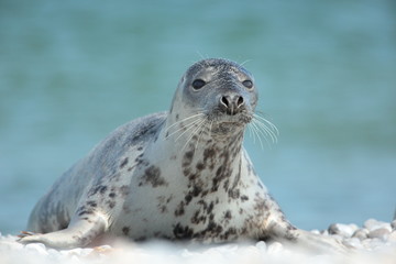 Seal