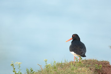Oystercatcher