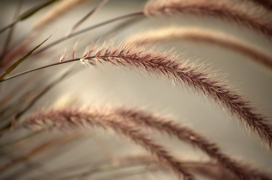 Soft Morning Silky Rye