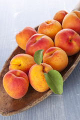 Fototapeta na wymiar Fresh apricot eating.