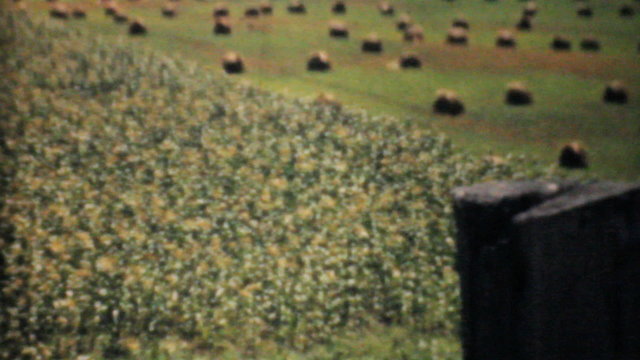 Farmers Golden Wheat Fields In The Fall-1940 Vintage 8mm film