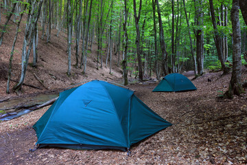 Tourist tents in forest