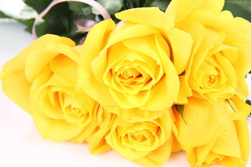 Yellow roses on white background
