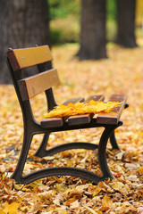 Fototapeta na wymiar Bench in autumn park