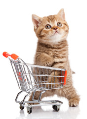 british cat with shopping cart isolated on white. kitten osolate © EwaStudio