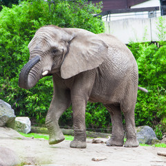 Fototapeta premium african bush elephant in zoo