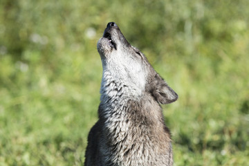 Fototapeta premium Wolf Howl