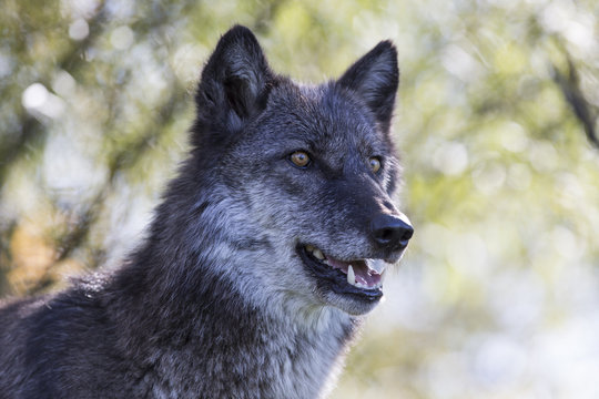 mature female gray wolf