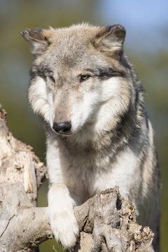 Wolf  on dead tree