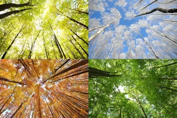 Cercles muraux Arbres Quatre saisons en forêt