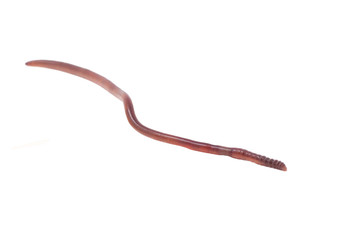 earth worm isolated on white