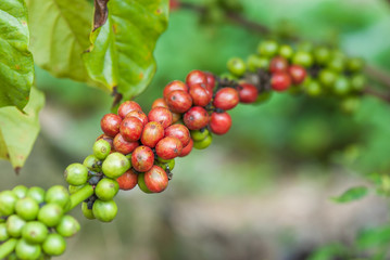 Coffee beans