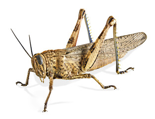 Locust isolated on white background - obrazy, fototapety, plakaty