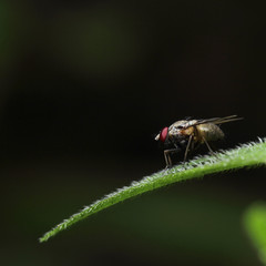 Fly bee insect