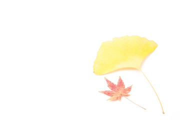 leaves of maple and ginkgo
