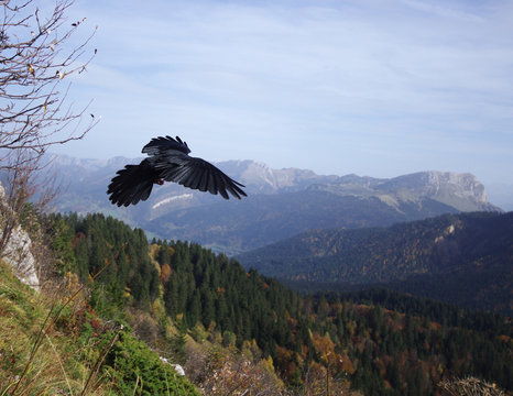 envol de choucas - chartreuse