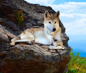 Gray wolf lays on stone in wildness