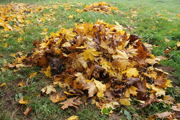 pile fallen autumn leaves