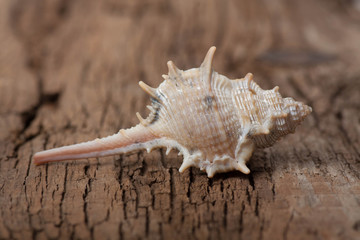 Fototapeta na wymiar sea shell on wooden board