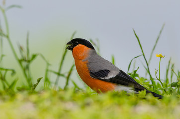 Bullfinch in summer