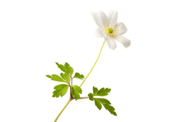 Wood anemone