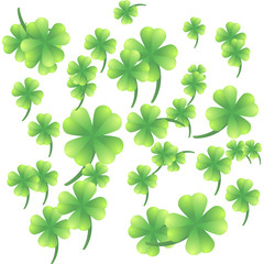 Leaves of clover on a white background