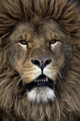 Papier Peint photo autocollant Lion Lion de Barbarie, Panthera leo leo