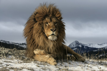 Lion de Barbarie, Panthera leo leo